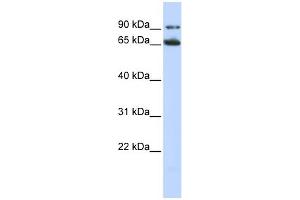 WB Suggested Anti-FZD10 Antibody Titration:  0. (FZD10 anticorps  (N-Term))