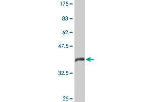 Western Blot detection against Immunogen (44.