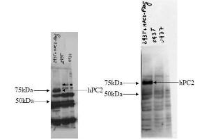 Western blotting. (PCSK2 anticorps  (AA 95-107))