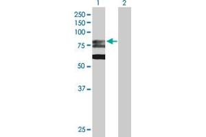 Western Blot analysis of GMPS expression in transfected 293T cell line by GMPS MaxPab polyclonal antibody.