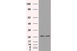 Image no. 4 for anti-Replication Protein A2, 32kDa (RPA2) antibody (ABIN1500736) (RPA2 anticorps)
