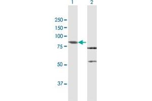 Western Blot analysis of RASGRP3 expression in transfected 293T cell line by RASGRP3 MaxPab polyclonal antibody. (RASGRP3 anticorps  (AA 1-690))