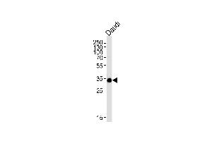 Lane 1: Daudi Cell lysates, probed with POU2AF1 (1170CT1. (POU2AF1 anticorps)
