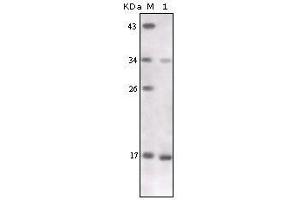 Western blot analysis using TNF-alpha mouse mAb against TNF-alpha recombinant protein. (TNF alpha anticorps)