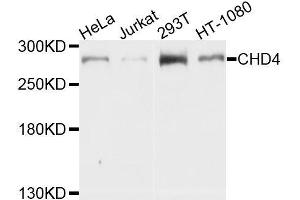 Western blot analysis of extracts of various cell lines, using CHD4 antibody. (CHD4 anticorps  (AA 1520-1690))