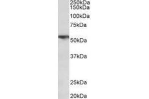 Image no. 1 for anti-Tumor Necrosis Factor Receptor Superfamily, Member 1A (TNFRSF1A) (AA 381-394) antibody (ABIN1104725) (TNFRSF1A anticorps  (AA 381-394))