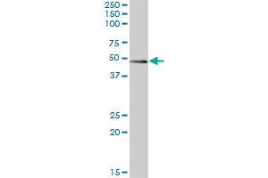 ZBTB32 MaxPab polyclonal antibody. (ZBTB32 anticorps  (AA 1-302))