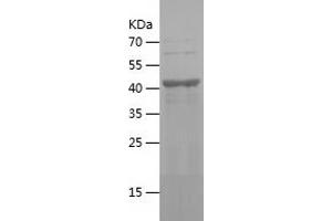 Western Blotting (WB) image for Kynurenine 3-Monooxygenase (Kynurenine 3-Hydroxylase) (KMO) (AA 39-219) protein (His-IF2DI Tag) (ABIN7123700)
