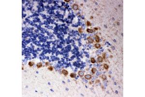 Anti- DISC1 antibody, IHC(P) IHC(P): Rat Cerebellum Tissue (DISC1 anticorps  (N-Term))