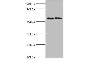 Western blot All lanes: Alkaline phosphatase, placental type antibody at 6 μg/mL Lane 1: A549 whole cell lysate Lane 2: Hela whole cell lysate Secondary Goat polyclonal to rabbit IgG at 1/10000 dilution Predicted band size: 58 kDa Observed band size: 58 kDa