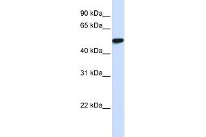 WB Suggested Anti-WDR4 Antibody Titration:  0.