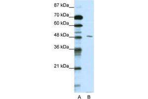 Western Blotting (WB) image for anti-Pre-B-Cell Leukemia Homeobox Protein 2 (PBX2) antibody (ABIN2461666) (PBX2 anticorps)