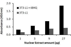 Transcription factor activity assay of mouse Nrf2 from nuclear extracts of 3T3-L1 cells or HepG2 cells treated with tBHQ (90uM) for 24 hr. (NRF2 Kit ELISA)