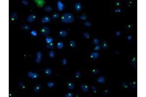 Anti-PGAM2 mouse monoclonal antibody (ABIN2454937) immunofluorescent staining of COS7 cells transiently transfected by pCMV6-ENTRY PGAM2 (RC200701). (PGAM2 anticorps)
