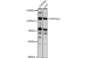 Western blot analysis of extracts of various cell lines, using L2 antibody (ABIN7265382) at 1:1000 dilution. (AFAP1L2 anticorps  (AA 1-300))