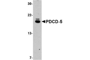 Western Blotting (WB) image for anti-Programmed Cell Death 5 (PDCD5) (C-Term) antibody (ABIN1030572) (PDCD5 anticorps  (C-Term))