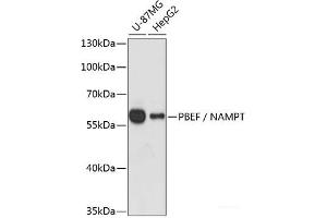 Western blot analysis of extracts of various cell lines using PBEF / NAMPT Polyclonal Antibody at dilution of 1:1000. (NAMPT anticorps)