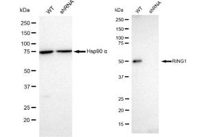 Western blotting analysis using RING1 antibody (ABIN7800240). (Recombinant RING1 anticorps)