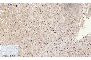 Immunohistochemical analysis of paraffin-embedded mouse heart tissue. (MMP2 anticorps  (AA 580-660))