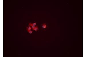 ABIN6276460 staining HEPG2 cells by ICC/IF. (ENO1 anticorps  (C-Term))