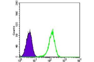 Flow cytometric analysis of K-562 cells using NR3C1 monoclonal antibody, clone 6E6  (green) and negative control (purple). (Glucocorticoid Receptor anticorps)