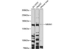 Western blot analysis of extracts of various cell lines, using NRXN1 antibody (ABIN6129420, ABIN6144865, ABIN6144866 and ABIN6214186) at 1:1000 dilution. (Neurexin 1 anticorps  (AA 31-310))