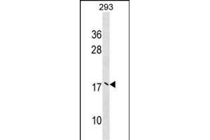 UBE2V2 Antibody (Center) (ABIN1538606 and ABIN2848850) western blot analysis in 293 cell line lysates (35 μg/lane). (UBE2V2 anticorps  (AA 75-104))
