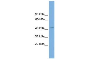 WB Suggested Anti-Vsx1 Antibody Titration:  0. (VSX1 anticorps  (N-Term))