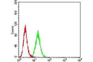 Flow cytometric analysis of HeLa cells using BCAT2 mouse mAb (green) and negative control (red).