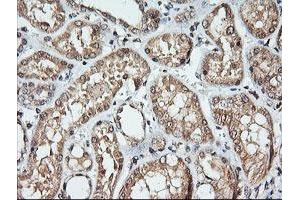 Image no. 5 for anti-Kallikrein 8 (KLK8) antibody (ABIN1498969)