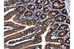 IHC-P Image Angiopoietin 4 antibody detects Angiopoietin 4 protein at cytoplasm on mouse duodenum by immunohistochemical analysis. (Angiopoietin 4 anticorps  (N-Term))