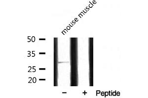 Western blot analysis of extracts from mouse muscle, using SURF1 antibody.