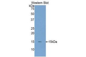 Western Blotting (WB) image for anti-Inhibin, beta C (INHBC) (AA 237-352) antibody (ABIN1859455) (INHBC anticorps  (AA 237-352))