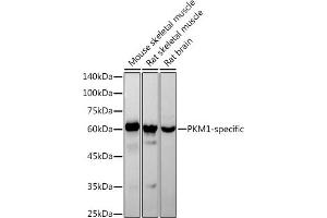 Western blot analysis of extracts of various cell lines, using PKM1-specific antibody (ABIN7269382) at 1:1000 dilution. (PKM1 anticorps)