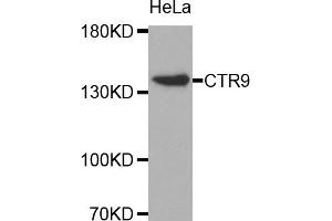 Western Blotting (WB) image for anti-RNA Polymerase-Associated Protein CTR9 Homolog (CTR9) antibody (ABIN1872090) (CTR9 anticorps)