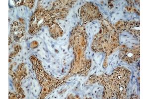 Generously provided by Markus Linder from Medical University Vienna as part of the Bioss Discovery Program.