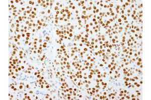 Immunohistochemistry (IHC) image for anti-Splicing Factor Proline/glutamine-Ric (SFPQ) (AA 657-707) antibody (ABIN7449003)