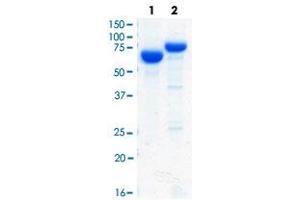 Loading 2 ug protein in SDS-PAGE: Lane1: BSA, Lane2: His-GARS.