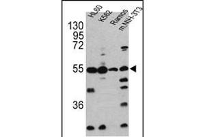 Western blot analysis of CASP2 antibody (Center) (ABIN388122 and ABIN2846317) in HL60, K562, Ramos and NIH-3T3 cell line lysates(35 μg/lane). (Caspase 2 anticorps  (AA 198-226))