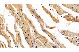 Detection of DPT in Mouse Cardiac Muscle Tissue using Polyclonal Antibody to Dermatopontin (DPT) (Dermatopontin anticorps  (AA 29-197))