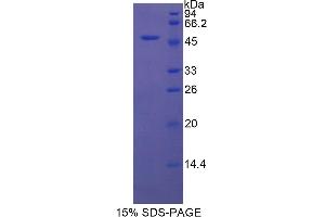 SDS-PAGE analysis of Rat Protease, Serine 8 Protein. (Protease Protéine)