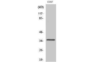 Western Blotting (WB) image for anti-Olfactory Receptor, Family 4, Subfamily K, Member 14 (OR4K14) (C-Term) antibody (ABIN3176556) (OR4K14 anticorps  (C-Term))