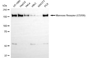 Western blotting analysis using mannose receptor (CD206) antibody (ABIN7799329). (Recombinant Mannose Receptor anticorps)