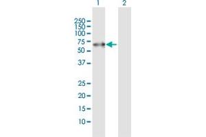 Western Blot analysis of PACSIN2 expression in transfected 293T cell line by PACSIN2 MaxPab polyclonal antibody. (PACSIN2 anticorps  (AA 1-486))