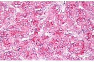 Anti-GIT2 antibody IHC staining of human pancreas. (GIT2 anticorps  (AA 1-472))