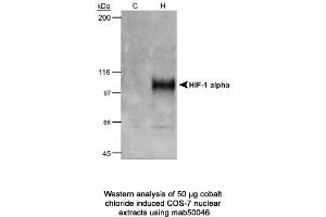 Image no. 1 for anti-Hypoxia Inducible Factor 1, alpha Subunit (Basic Helix-Loop-Helix Transcription Factor) (HIF1A) (AA 432-528) antibody (ABIN2852421) (HIF1A anticorps  (AA 432-528))