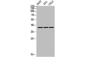 Western Blot analysis of 293T NIH-3T3 COLO cells using DGAT2L3 Polyclonal Antibody (AWAT1 anticorps  (C-Term))