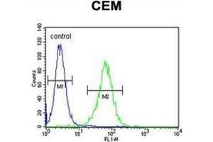Flow cytometric analysis of CEM cells  using Neurexophilin-4 Antibody (C-term) Cat. (Neurexophilin 4 anticorps  (C-Term))