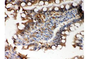 Anti- Peroxiredoxin 5 Picoband antibody, IHC(P) IHC(P): Rat Intestine Tissue (Peroxiredoxin 5 anticorps  (AA 66-198))