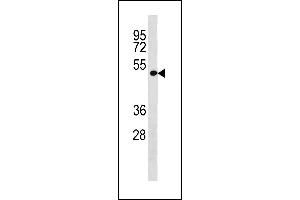 LRP2BP Antibody (Center) (ABIN1881508 and ABIN2843301) western blot analysis in A549 cell line lysates (35 μg/lane).